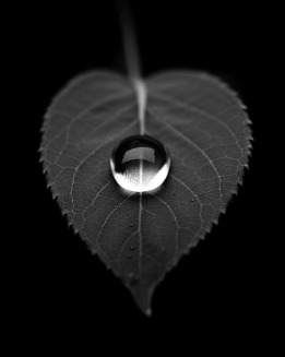 _Strauss_