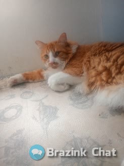 Andregaucho