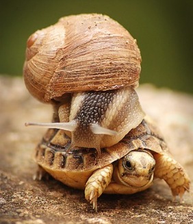 Foto de Atom