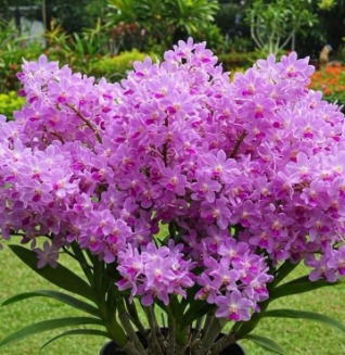chamarita