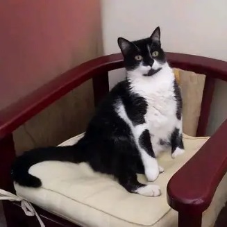 Charmosa