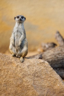 DaBoyWhoMurderedLove