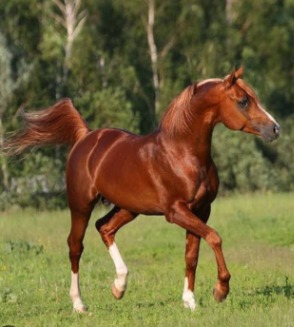DAMARES