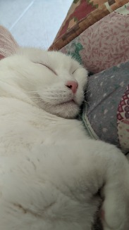 Foto de Dexron