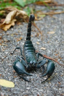 Escorpiao62