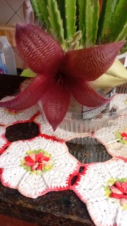 Membro Fernanda_SP