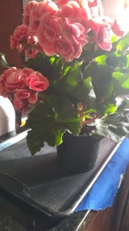 Membro Fernanda_SP
