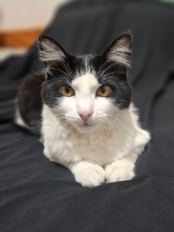 Foto de gataselvagem