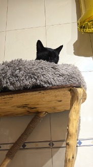 inga