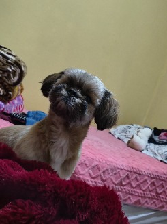 Foto de iza