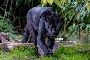 Jaguar_