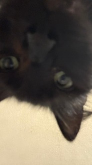 Membro Luena