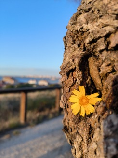 Foto de Martinha