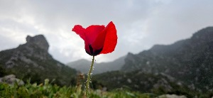 papoula