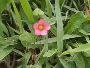 pequena_flor