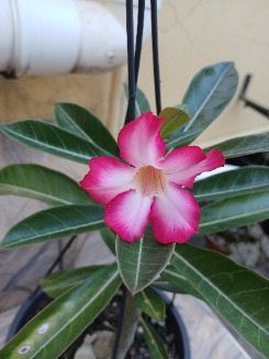 Sorocabana
