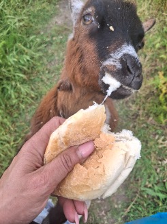 Foto de Trenga