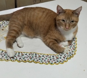 ursita
